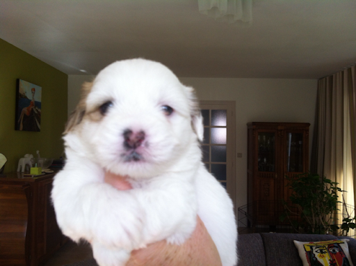 Chiots coton de Tuléar Coton de tulear Vendee