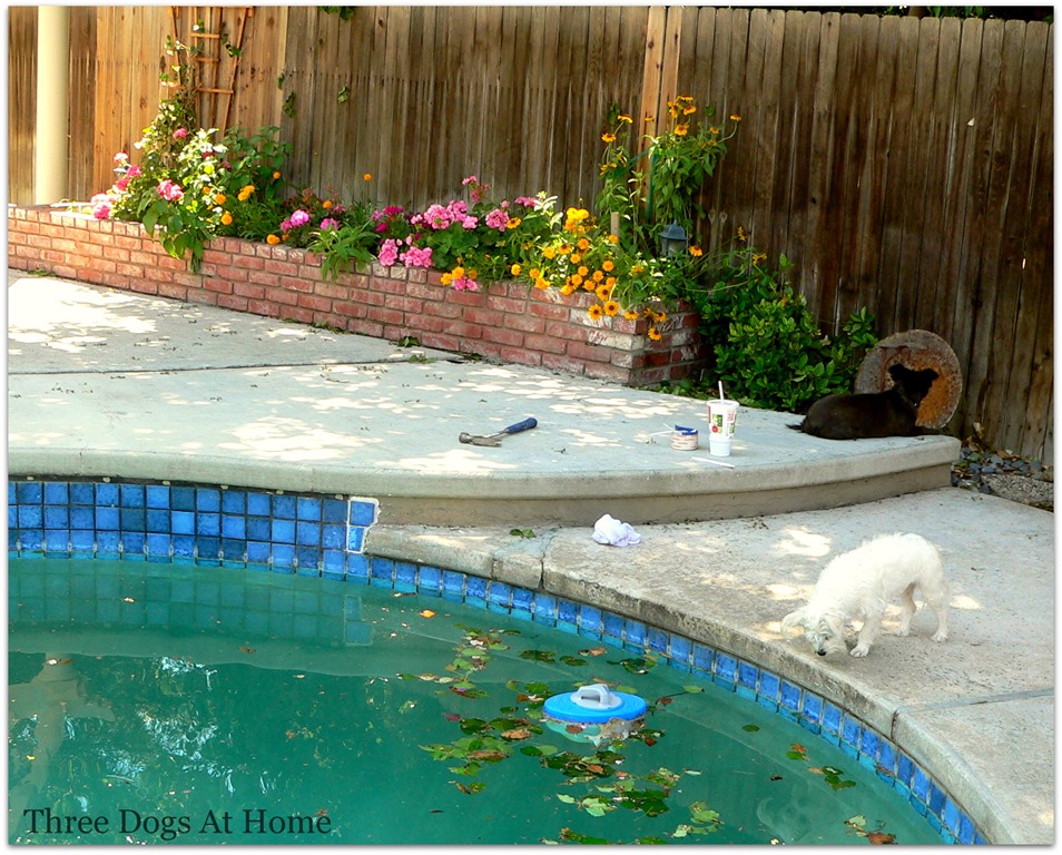 [pool%2520debre1%255B6%255D.jpg]
