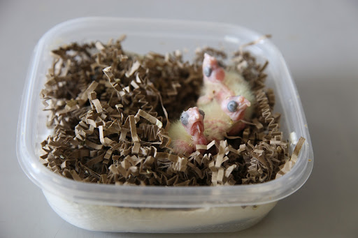 And in the incubator, there are some baby cockatiels!  These little guys will develop beautiful crests and 'cheddar cheeks,' or bright dots of orange by their ears.