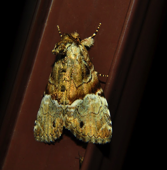 Noctuidae : Amphipyrinae : Epicyrtica leucostigma TURNER, 1902. Umina Beach (NSW, Australie), 26 octobre 2011. Photo : Barbara Kedzierski