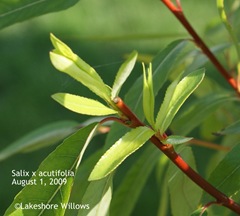 New shoot, acutifolia tree New shoot, acutifolia tree