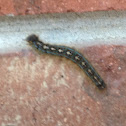 Forest tent caterpillar