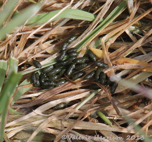[vole-latrine%255B2%255D.jpg]