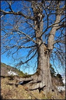 quercia quercia