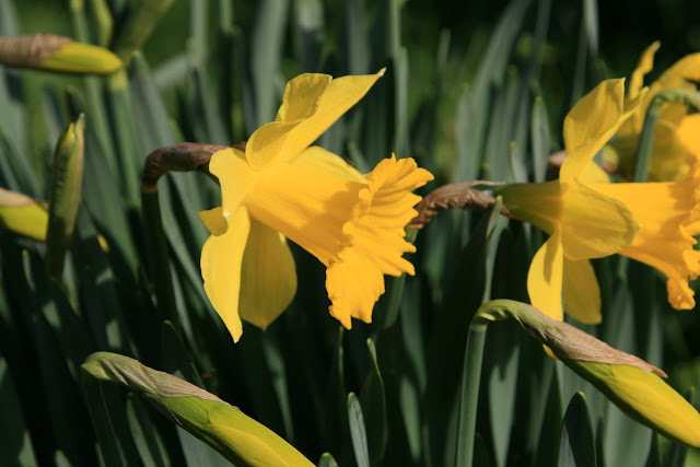 Daffodil