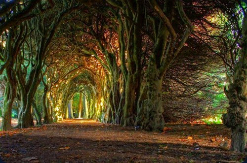 Fairytale-Tree-Tunnel-Ireland-620x411