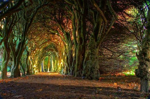Fairytale-Tree-Tunnel-Ireland-620x411 Fairytale-Tree-Tunnel-Ireland-620x411