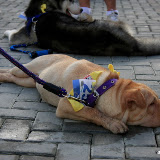 Pet Express Doggie Run 2012 Philippines. Jpg (259).JPG