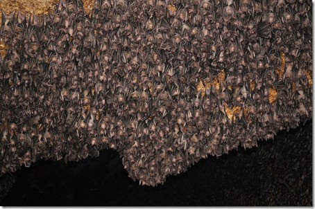 Philippines Davao Samal Bat colony 131002_0165