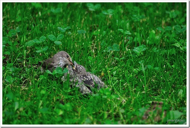 DSC_6469 DSC_6469