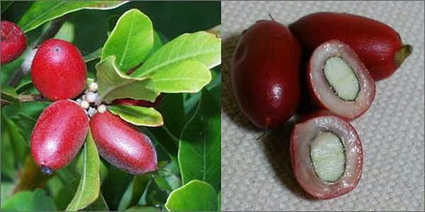 5- fruta-milagrosa 5- fruta-milagrosa
