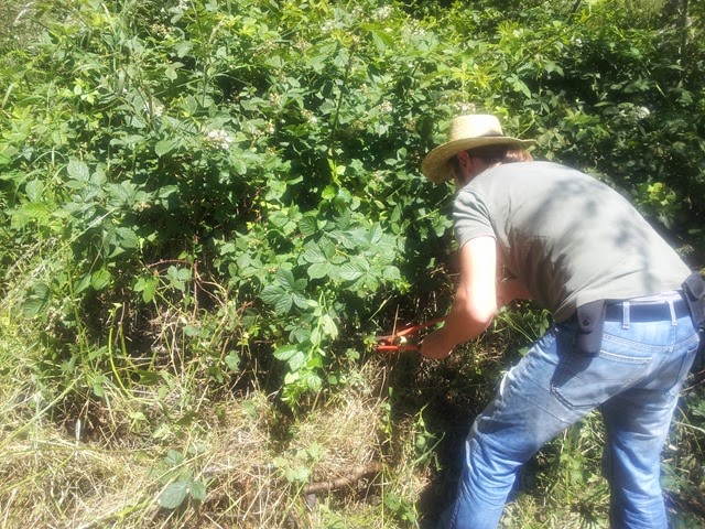 brombeere1 brombeere1