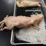 rat_spino_labeled.JPG