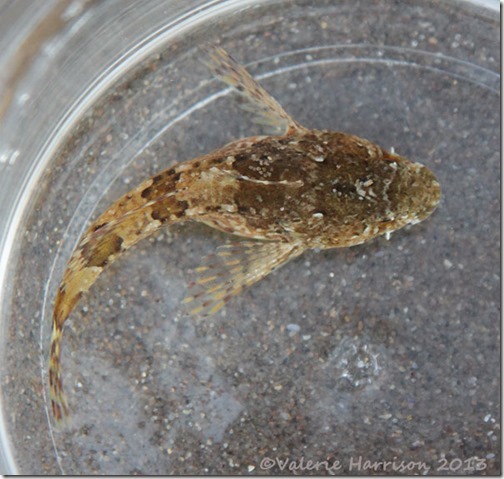 3-Long-spined Sea Scorpion (Taurulus bubalis)