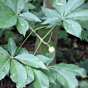 Ohio Buckeye