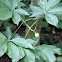 Ohio Buckeye