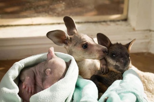[funny-animals-cute-36%255B2%255D.jpg]