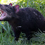 What Big Teeth You Have Mr. Tasmanian Devil - Hobart, Australia