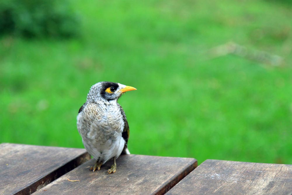 A noisy miner bird