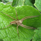 Pisaura mirabilis