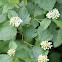 Ninebark