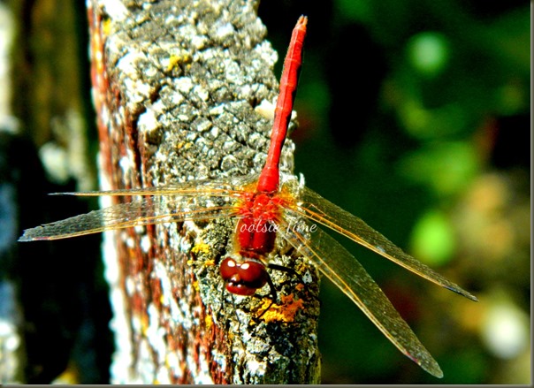 BeFunky_004.jpg BeFunky_004.jpg