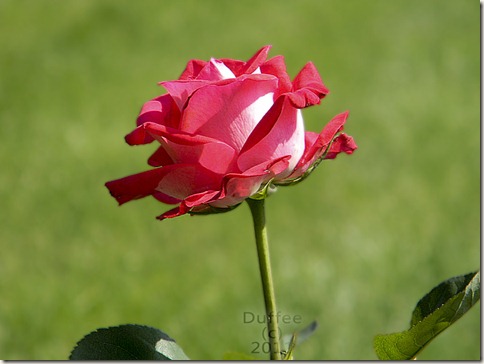 The Rose in the Meadow