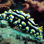 Nudibranch (Dauin, Negros)
