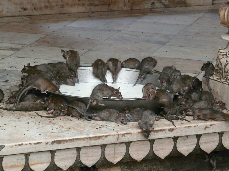 karni-mata-temple-8 karni-mata-temple-8