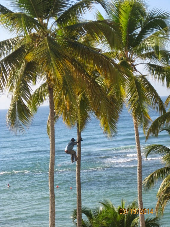 [Trimming-the-palm-trees4.jpg]
