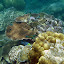 Many Colors of Coral and Fish at Great Barrier Reef - Oak Beach, Australia