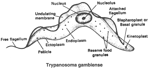 [Trypanosoma_gambiense%255B3%255D.gif]