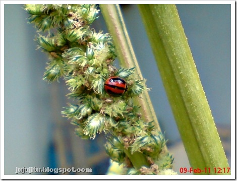 Kumbang Koksi_Stripped Ladybird_Micraspis lineata