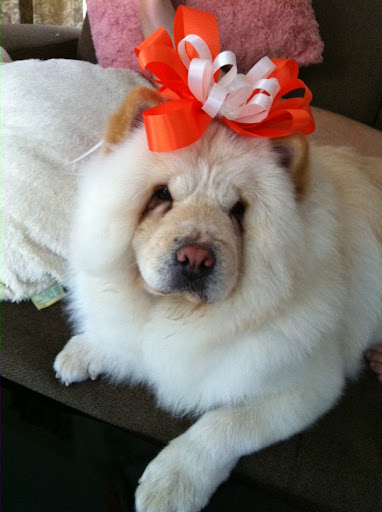 Choo Choo is a cream chow chow girl at the age of 2. She is living happily in Bangkok, Thailand and checking out Daily Wag almost everyday. Woof Woof!