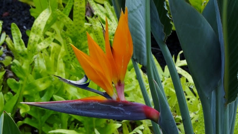 [hawaii%2520bird%2520of%2520paradise2%255B5%255D.jpg]