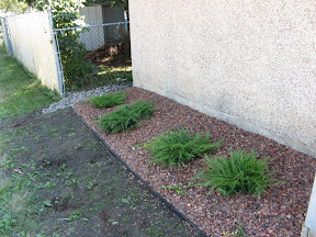 we got sick of our moss/weed patch, so we planted junipers by the alley instead.