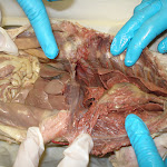 vessels_cat_02.jpg vessels_cat_02.jpg