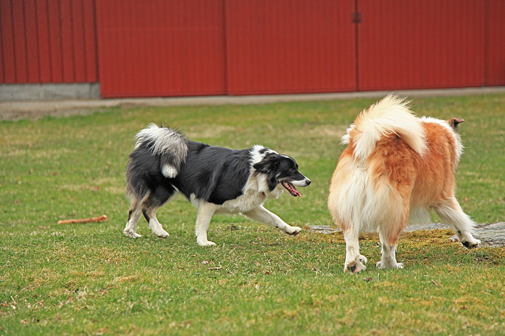 [25apr2012_Jentene%2520p%25C3%25A5%2520Pernestangen_0237%255B5%255D.jpg]