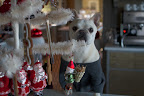 Oh no!  Franny, the tree is also decorated with Santa Claus ornaments.  What's that holiday song about Santa making a list and checking it twice?