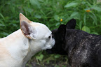 Thank you, dear Franny!  I really do feel so much better.  You're a real pal!
