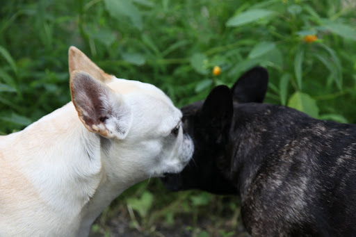 Thank you, dear Franny!  I really do feel so much better.  You're a real pal!