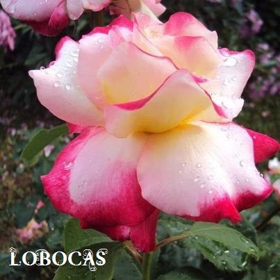 [rosa-LoBocAs-5009%255B3%255D.jpg]