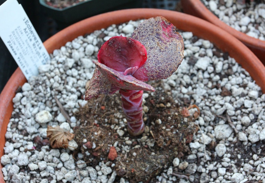 [120223_fy_Echeveria-gibbiflora3.jpg]