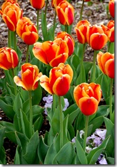tptulips2