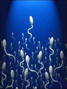A a espermatozoide(1)
