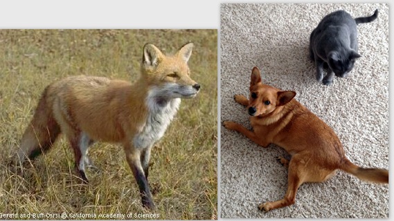 fox and finnley