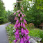 Common Foxglove
