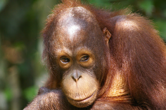 Orang-outan de Bornéo (Pongo pygmaeus). Sepilok, 10 août 2011. Photo : J.-M. Gayman