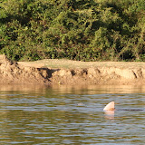 Not Jaws but rather a friendly pink river dolphin.