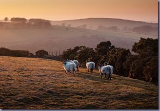 hillsheep